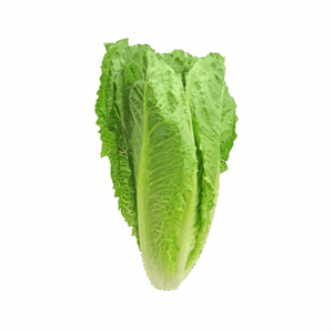 Organic lettuce